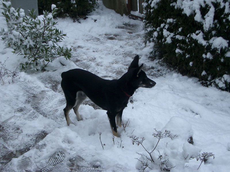 Chiens