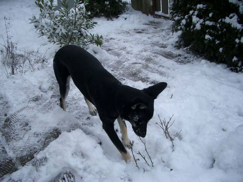 Chiens