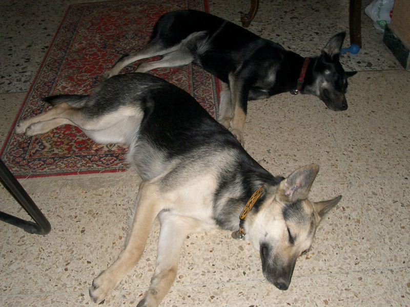 Chiens