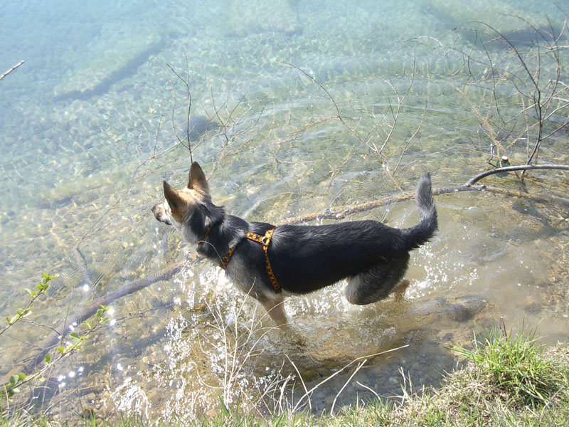 Chiens