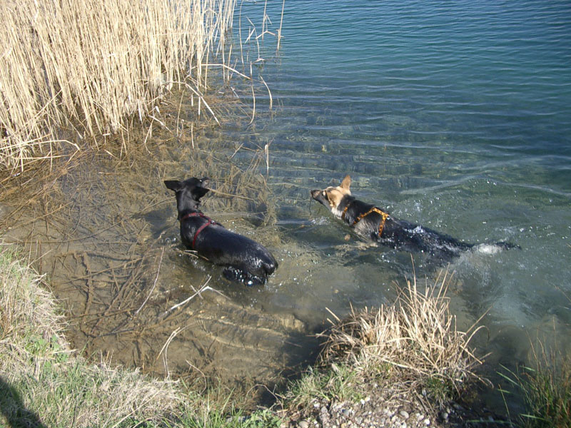 Chiens