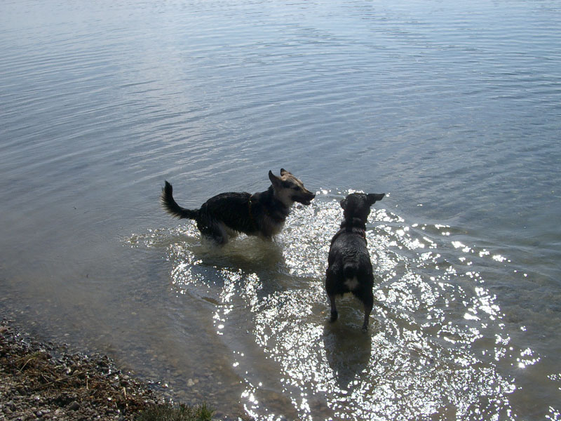 Chiens