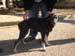 Chiens