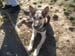 Chiens