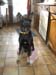 Chiens