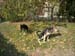 Chiens