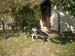 Chiens
