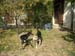 Chiens