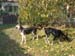 Chiens