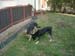 Chiens