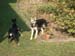 Chiens