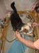 Chiens