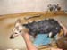 Chiens