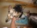 Chiens