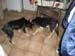 Chiens