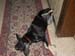 Chiens
