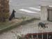 Chiens