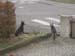 Chiens