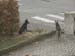 Chiens