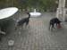 Chiens