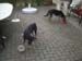 Chiens