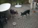 Chiens