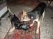 Chiens