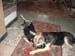 Chiens