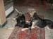 Chiens