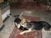 Chiens