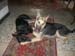 Chiens