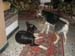 Chiens