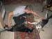 Chiens