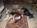 Chiens