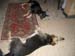 Chiens