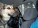 Chiens