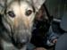 Chiens