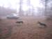 Chiens