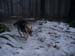 Chiens