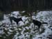 Chiens