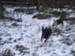 Chiens