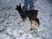 Chiens