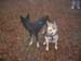 Chiens