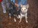 Chiens