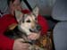 Chiens