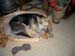 Chiens