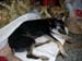 Chiens