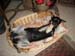 Chiens