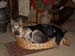 Chiens