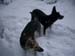 Chiens